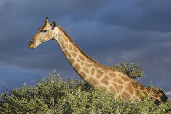 Namibia, Etosha NP Giraffe in camel thorn tree